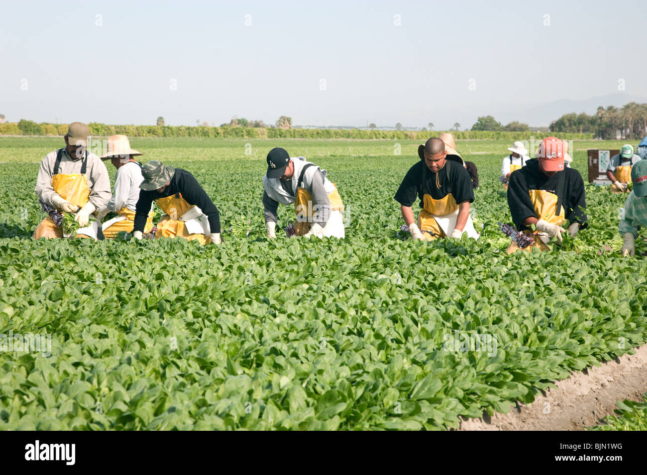 Les épinards, les travailleurs de la récolte. Banque D'Images