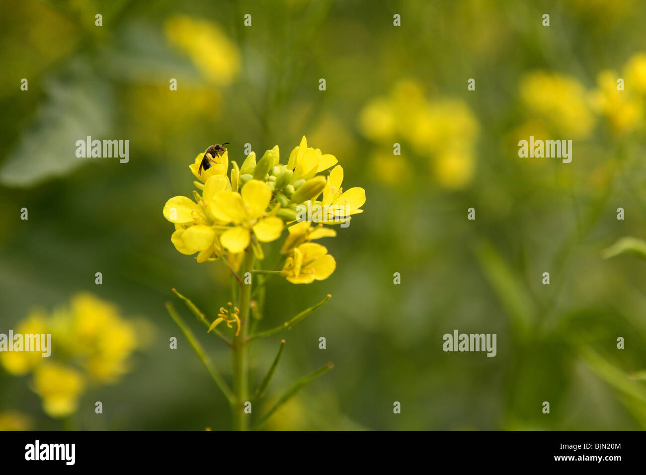 Sinapis Aiba, fleur jaune moutarde green field Banque D'Images