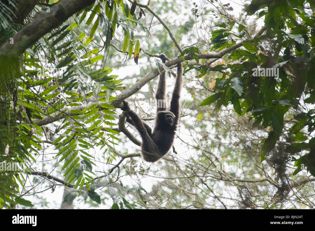 Gibbon Hoolock de l'Ouest (Hoolock hoolock), sanctuaire de faune sauvage Gibbon, Assam, Inde, en voie de disparition Banque D'Images