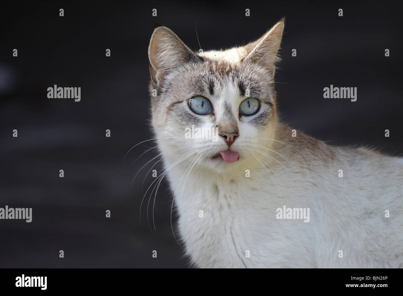 Cross Eyed Banque D Image Et Photos Alamy