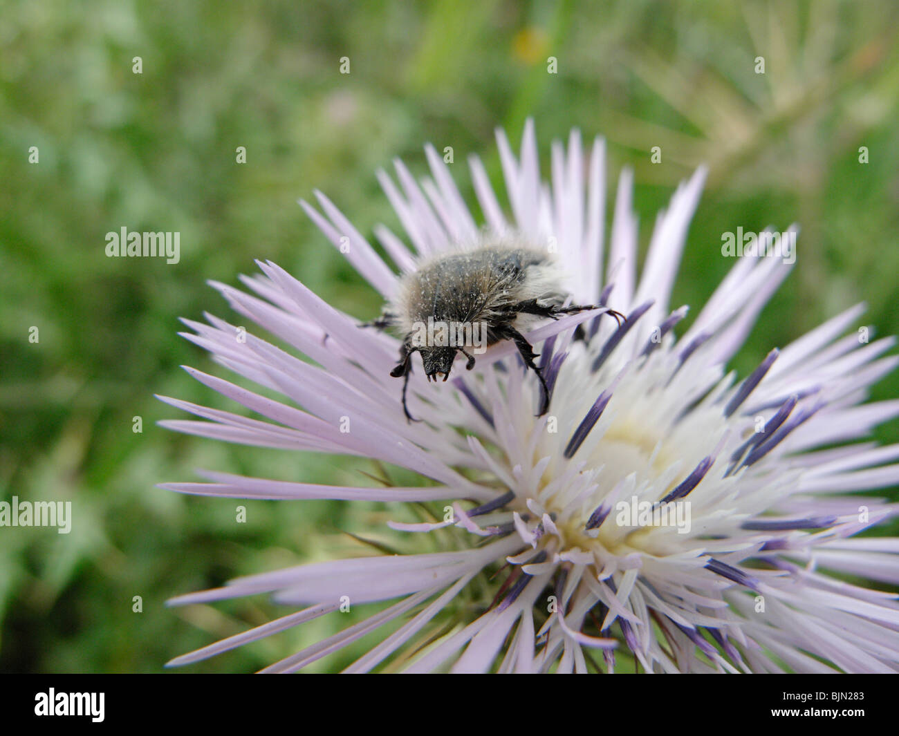 Tropinota squalida, un coléoptère, Scarabée Scarabaeid, sur un chardon (Galactites tomentosa). Sur La Gomera, Îles Canaries Banque D'Images