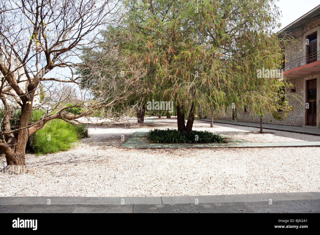 Cyprès pleureur entouré par les graviers rose & une allée en pierre vert jardin botanique Oaxaca Mexique Banque D'Images