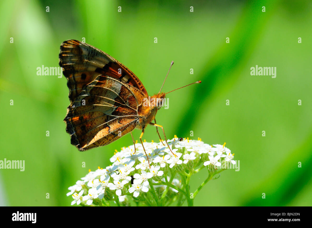 Variegated Fritillary Banque D'Images
