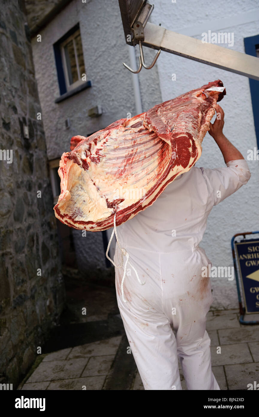 Un homme la prestation d'un côté de bœuf gallois abattus localement à une boucherie à Newport Pembrokeshire Wales UK Banque D'Images