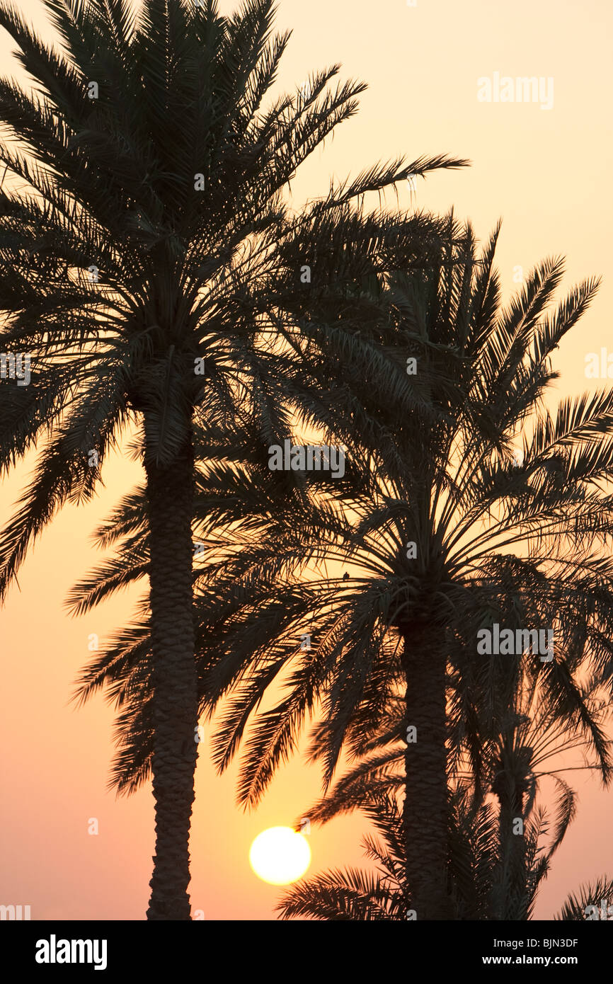 Soleil qui brille à travers palmiers tropicaux au coucher du soleil Banque D'Images