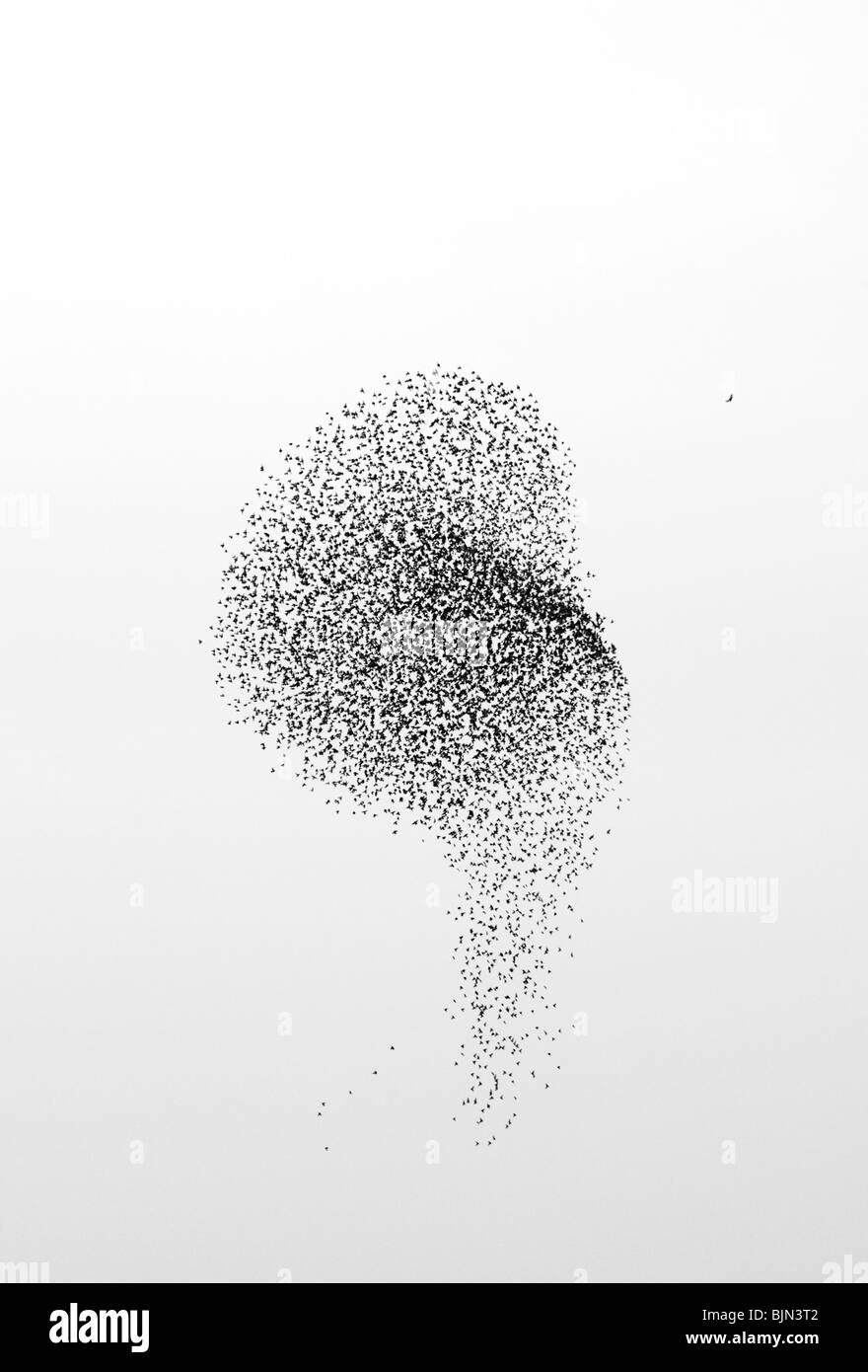 Un Faucon pèlerin (Falco peregrinus) attaquant un troupeau d'étourneaux (Sturnus vulgaris), Somerset, Royaume-Uni, l'hiver Banque D'Images