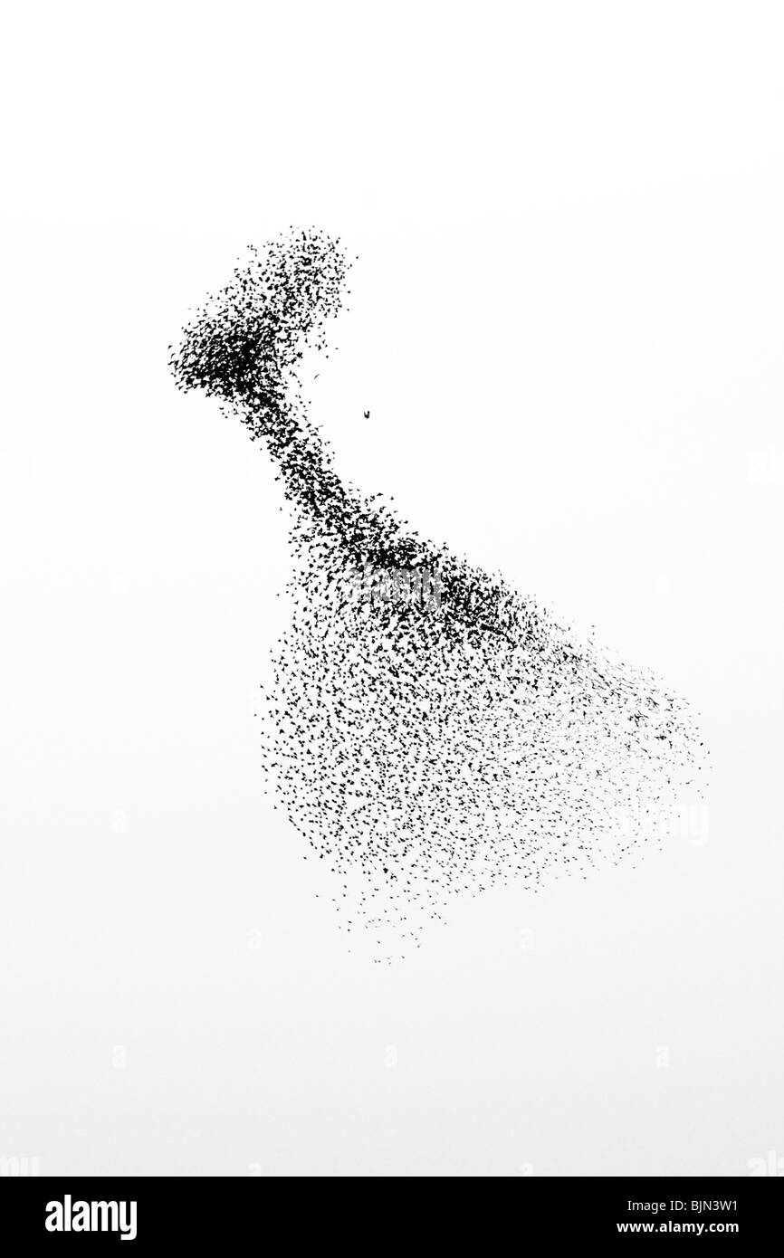 Un Faucon pèlerin (Falco peregrinus) attaquant un troupeau d'étourneaux (Sturnus vulgaris), Somerset, Royaume-Uni, l'hiver Banque D'Images