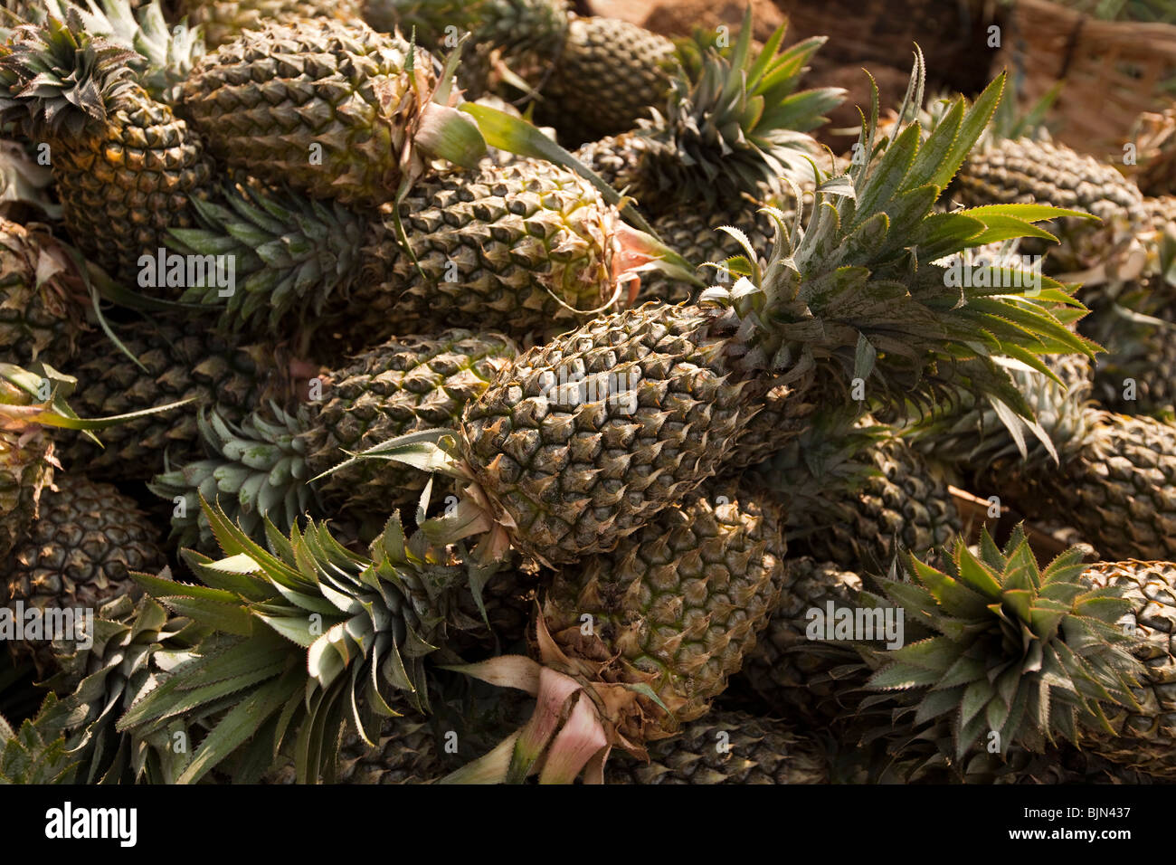 L'Inde, le Kerala, Alappuzha (Alleppey), cultivés localement, les ananas entassés à l'extérieur de l'atelier du vendeur de fruits Banque D'Images