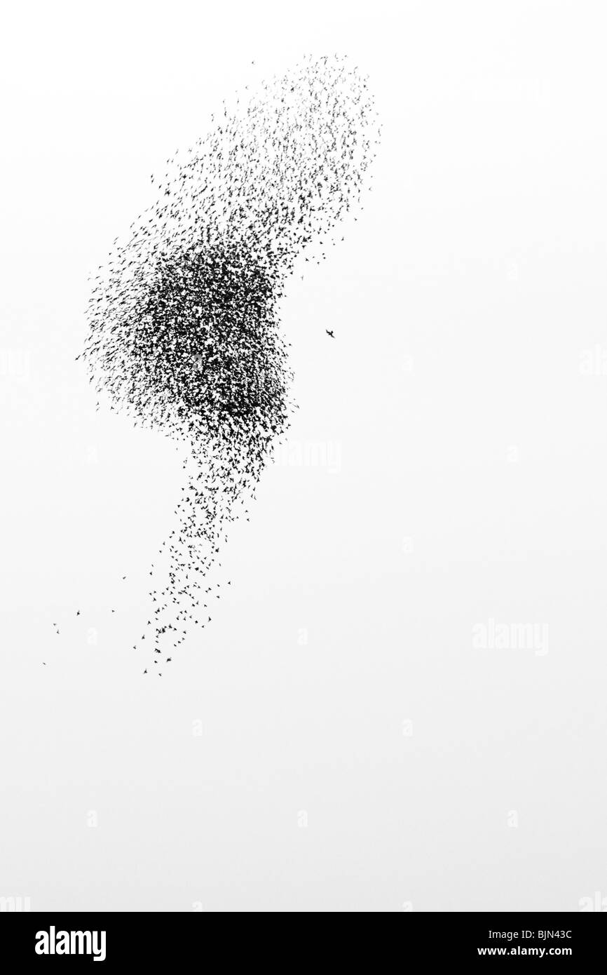 Un Faucon pèlerin (Falco peregrinus) attaquant un troupeau d'étourneaux (Sturnus vulgaris), Somerset, Royaume-Uni, l'hiver Banque D'Images