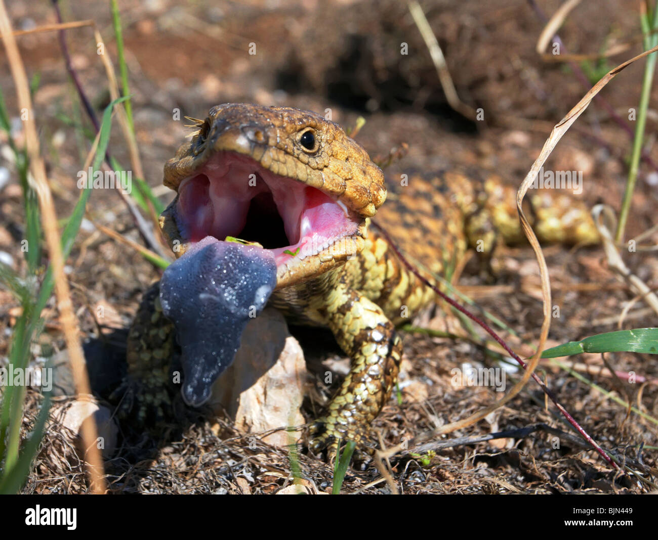 Lézard langue bleue blotched australienne Banque D'Images