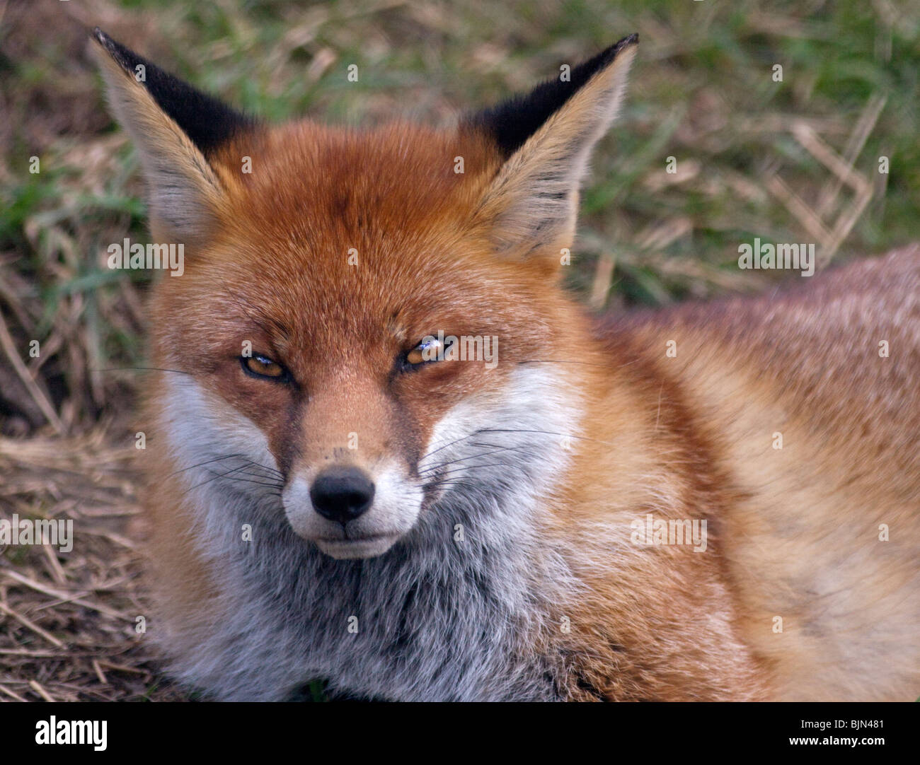 European Red Fox (Vulpes vulpes) Banque D'Images