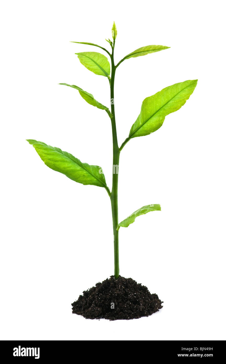 Petit arbre isolé sur blanc Banque D'Images