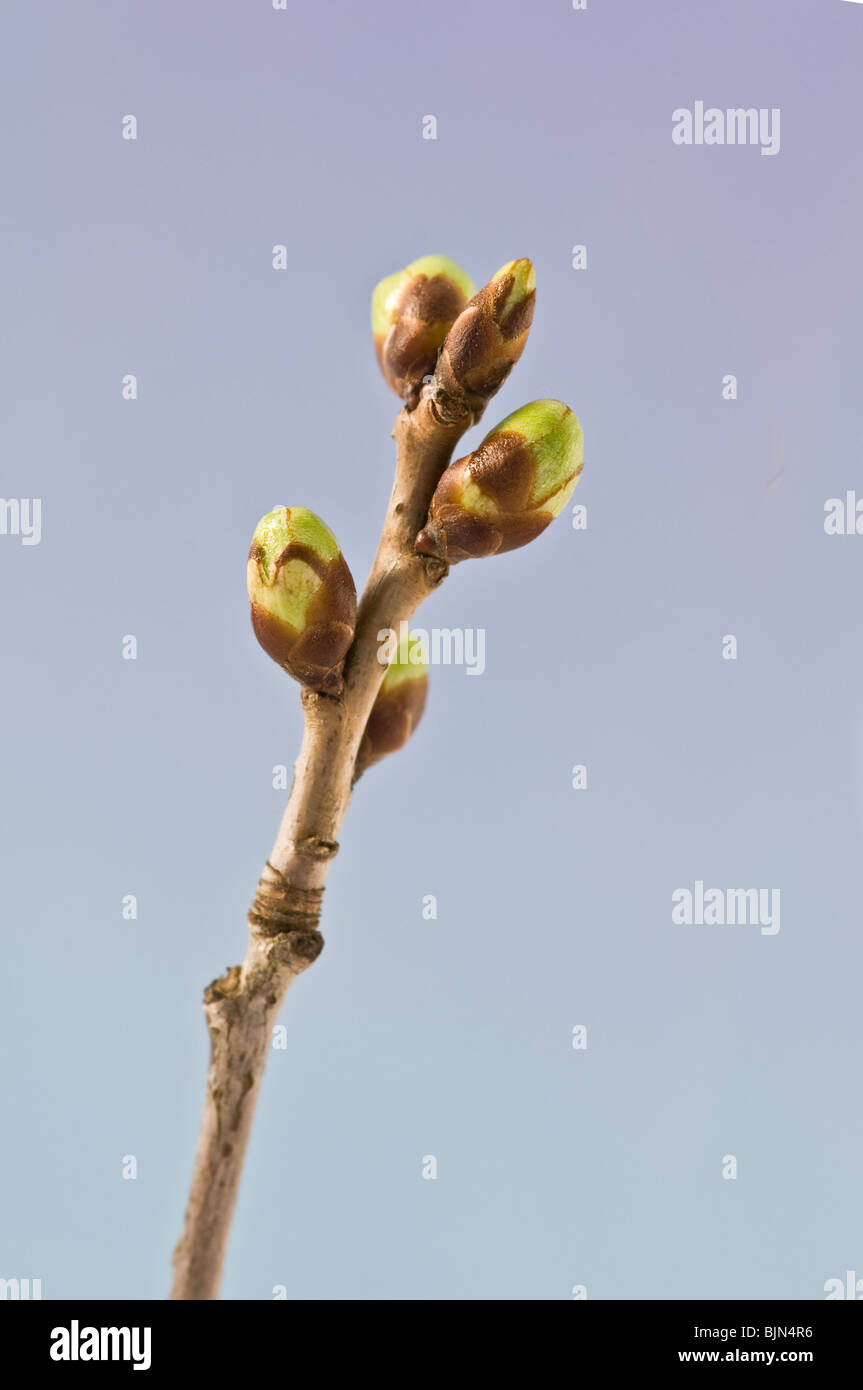 Les jeunes bourgeons de cerisiers Banque D'Images