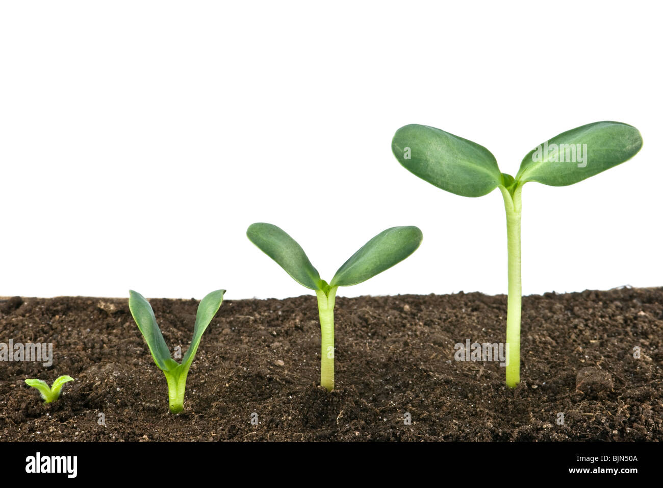 Trois petits plant isolated on white Banque D'Images