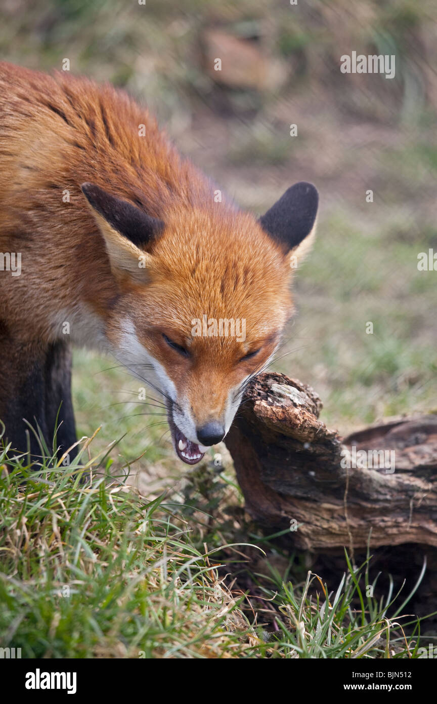 European Red Fox (Vulpes vulpes) Banque D'Images