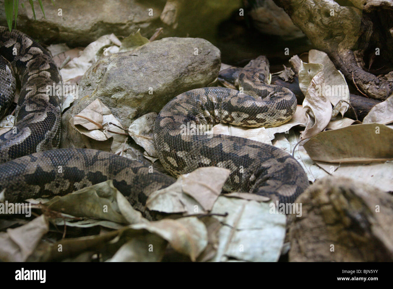 Boa de Dumeril, Acrantophis dumerili, Boidae (Boinae). Madagascar. Espèces Menacées De Serpent. Banque D'Images