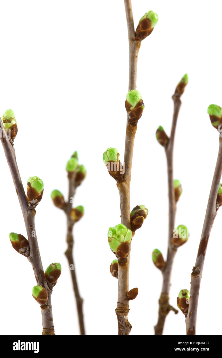 Les jeunes bourgeons de cerisiers Banque D'Images