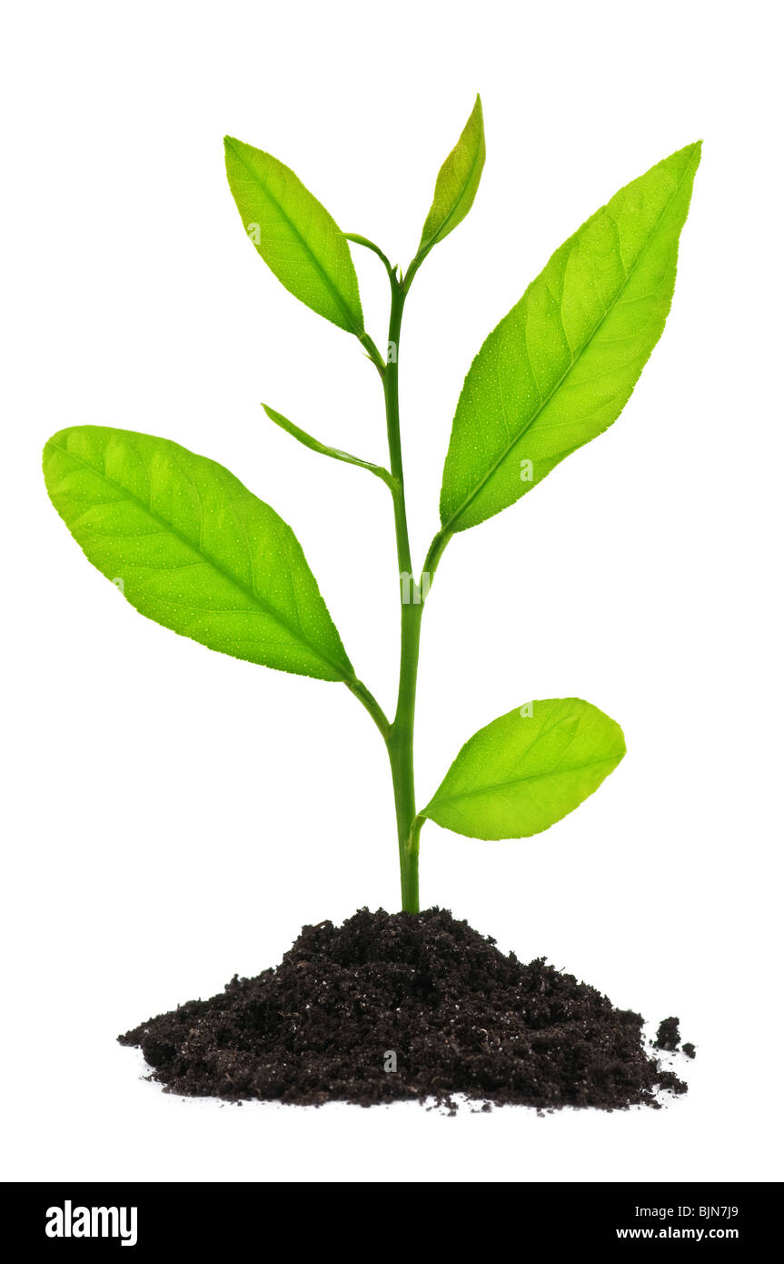Petit arbre isolé sur blanc Banque D'Images