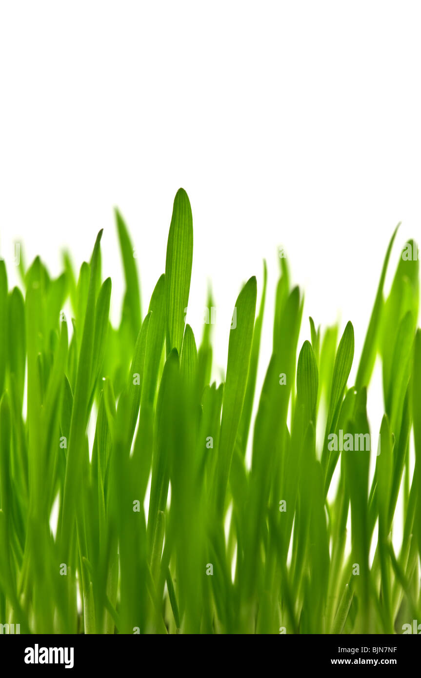 L'herbe verte isolée sur fond blanc Banque D'Images