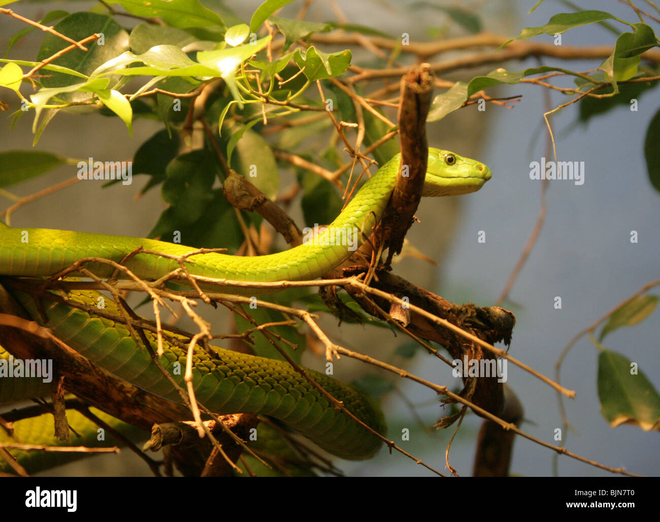 Vert Oriental Ou Mamba Commun, Dendroaspis Angusticeps, Elapidae. Afrique. Banque D'Images