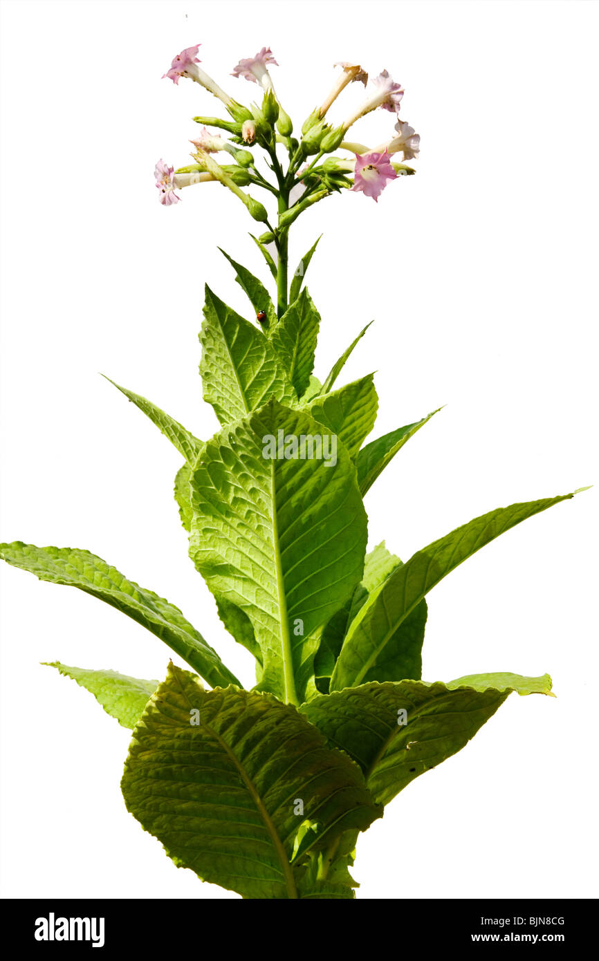 Droit de coupure de la plante de tabac. Banque D'Images Droit de coupure de la plante de tabac. Banque D'Images