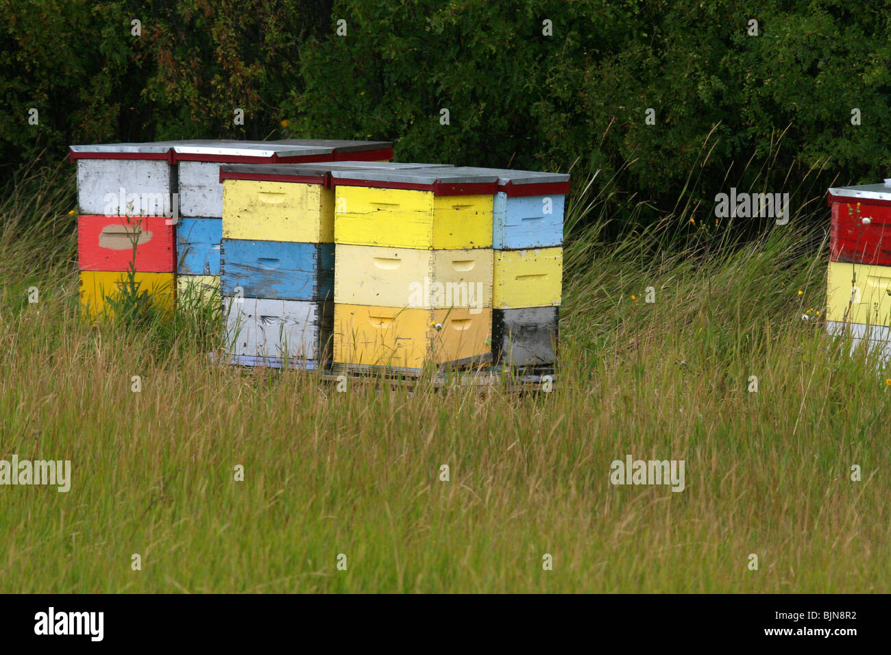 Ruches dans un champ. Banque D'Images