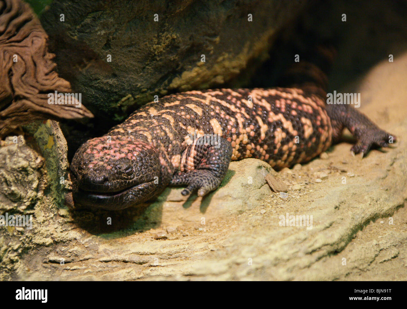 Heloderma suspectum, Gila Monster, Helodermatidae, du Mexique et de l'Ouest USA, Amérique du Nord. Toxiques, lézard venimeux. Banque D'Images