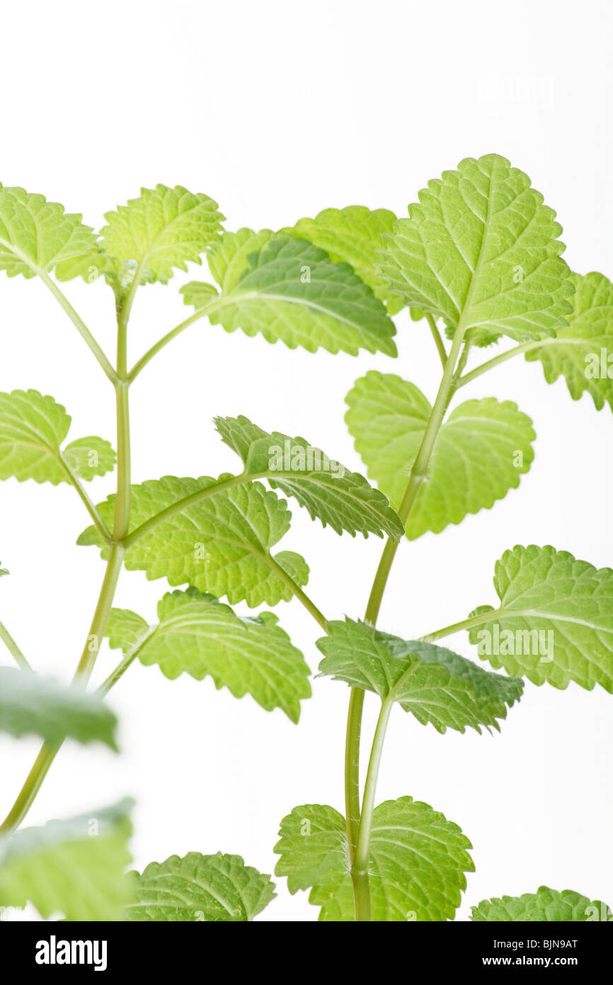 Feuilles de menthe Banque D'Images