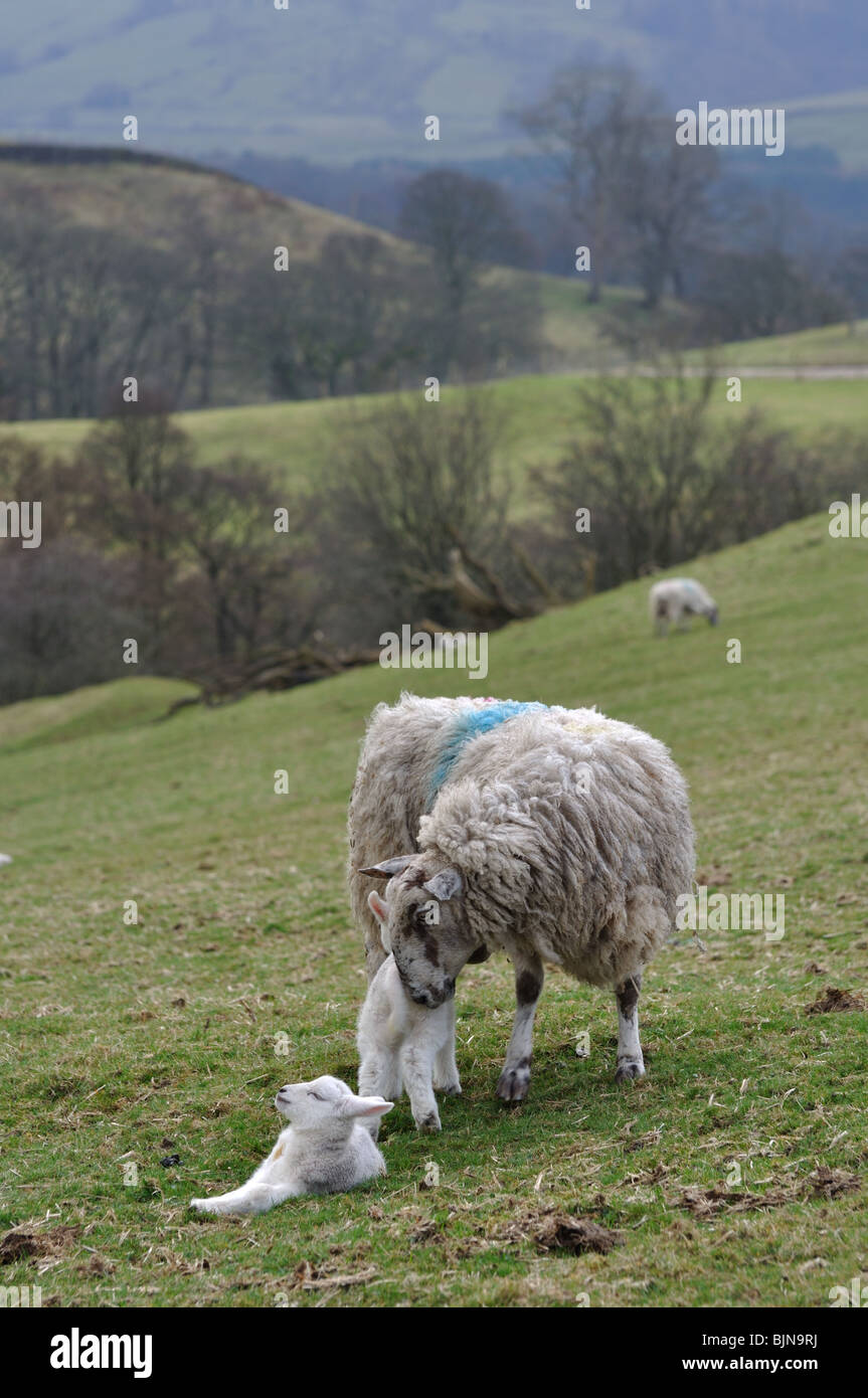 Brebis avec agneaux de printemps dans la forêt de Bowland Banque D'Images