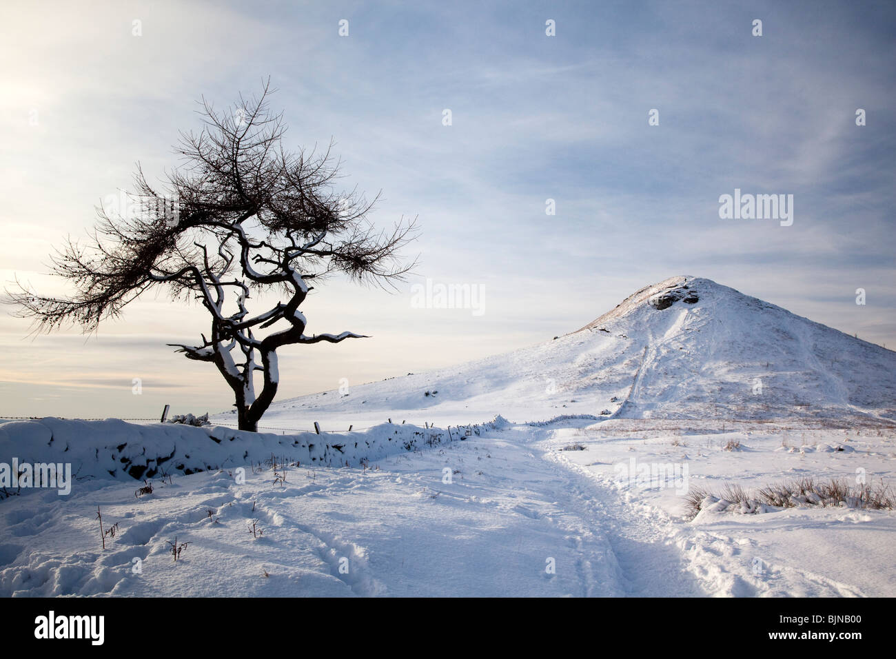 Lone Mélèze Roseberry Topping en hiver la neige, North Yorkshire Banque D'Images