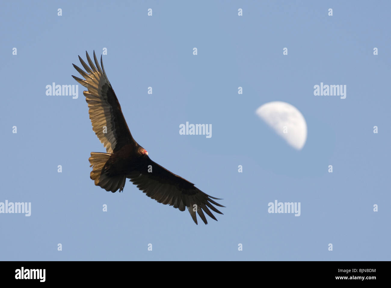 Urubu volant près de la demi-lune Banque D'Images
