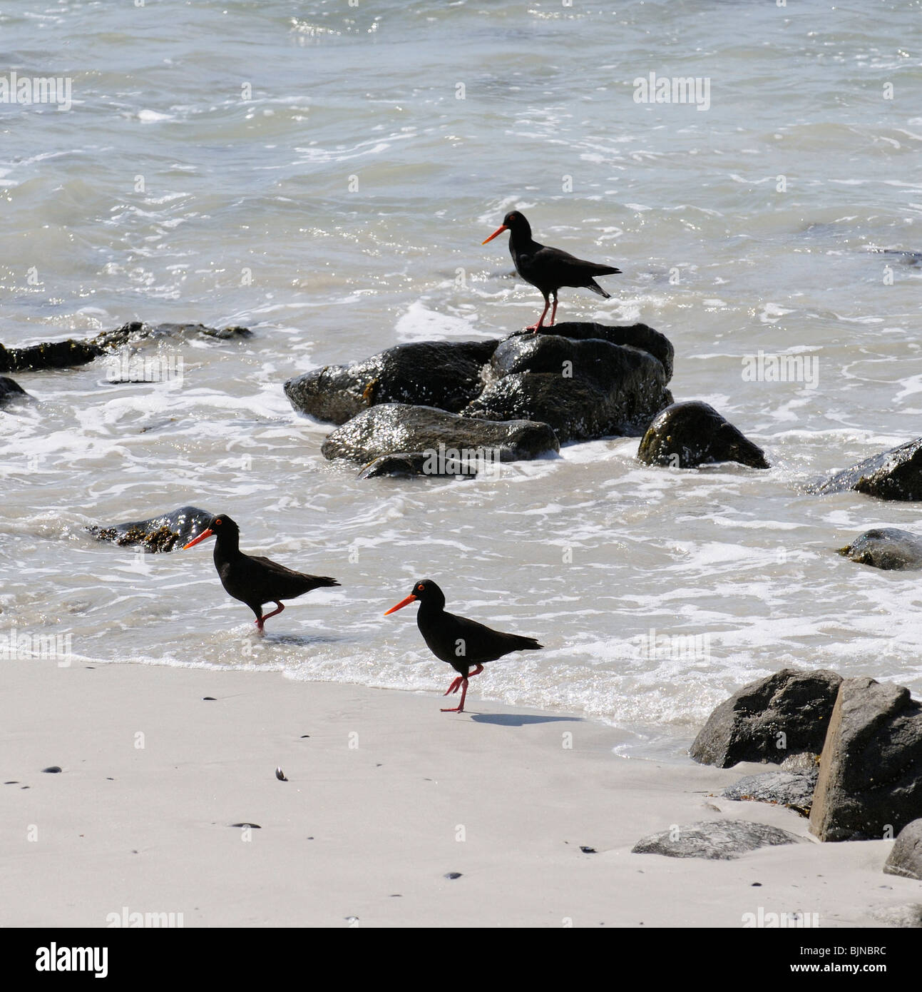 African Black Oyster Catchers au bord de l'eau à Yzerfontein, sur la côte ouest de l'Afrique du Sud Banque D'Images