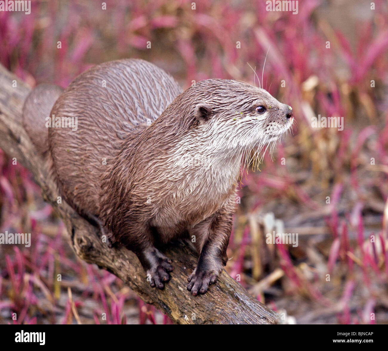 Petite asiatique griffé Otter (aonyx cinerea) Banque D'Images