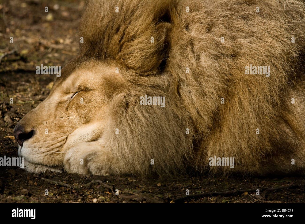 White Lion profitant d'une journée chaude. Zoo de Beauval. Banque D'Images