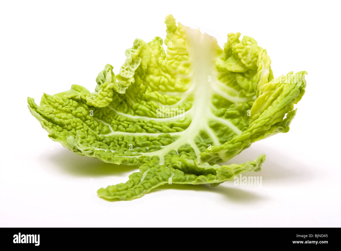 Abstraite de feuilles de chou vert vue faible contre l'arrière-plan blanc. Banque D'Images
