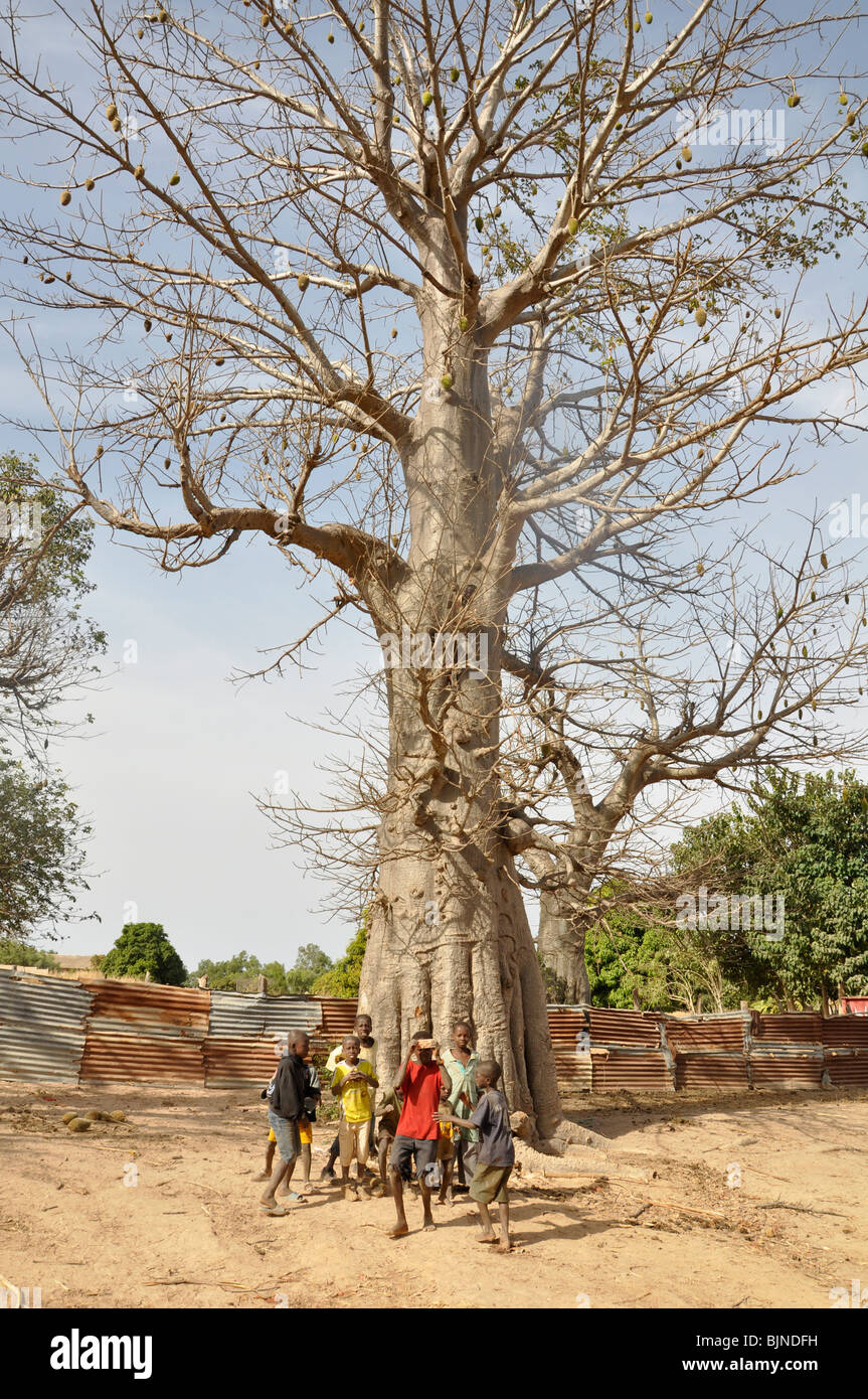 Baobab est utilisé à de nombreuses fins, comme pour la construction de canots, des cordes et de la médecine des bskets de tissage et d'autres choses. La Gambie Banque D'Images