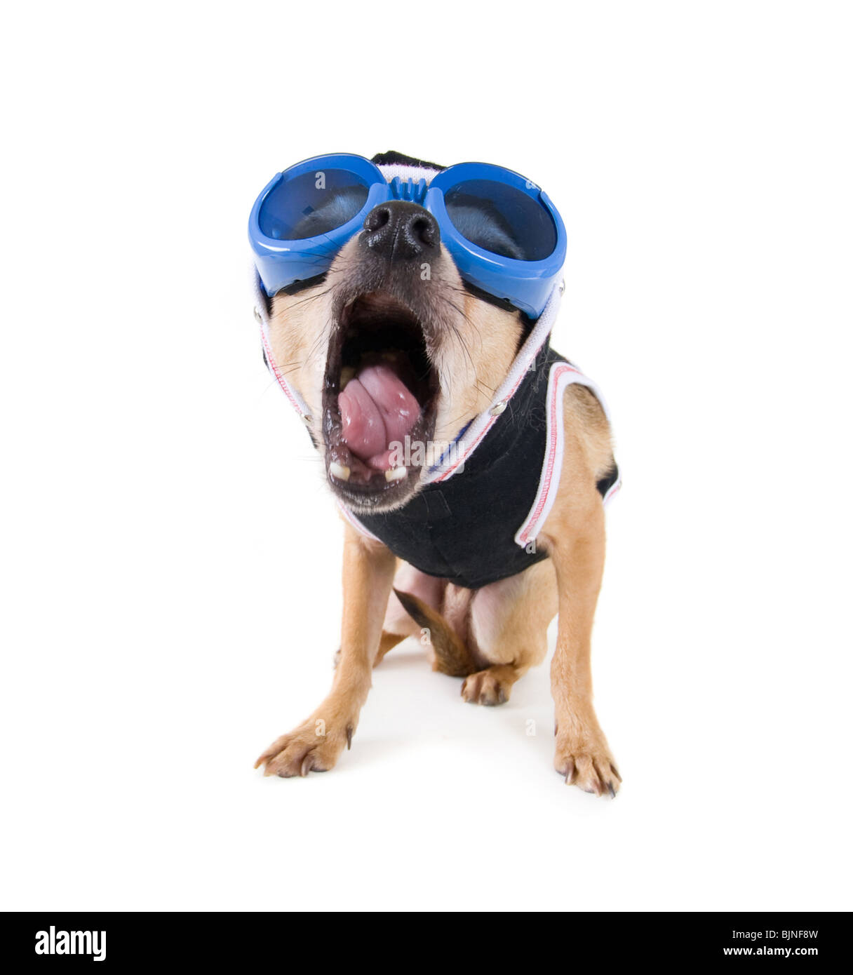 Un minuscule chihuahua avec des lunettes et une veste Banque D'Images