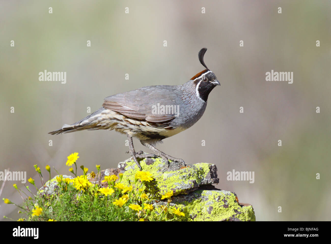 Colin de Gambel Banque D'Images