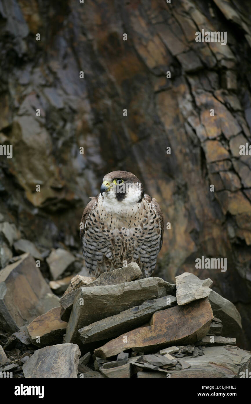 Faucon pèlerin (Falco peregrinus) assis sur des rochers sur une falaise (c) Banque D'Images