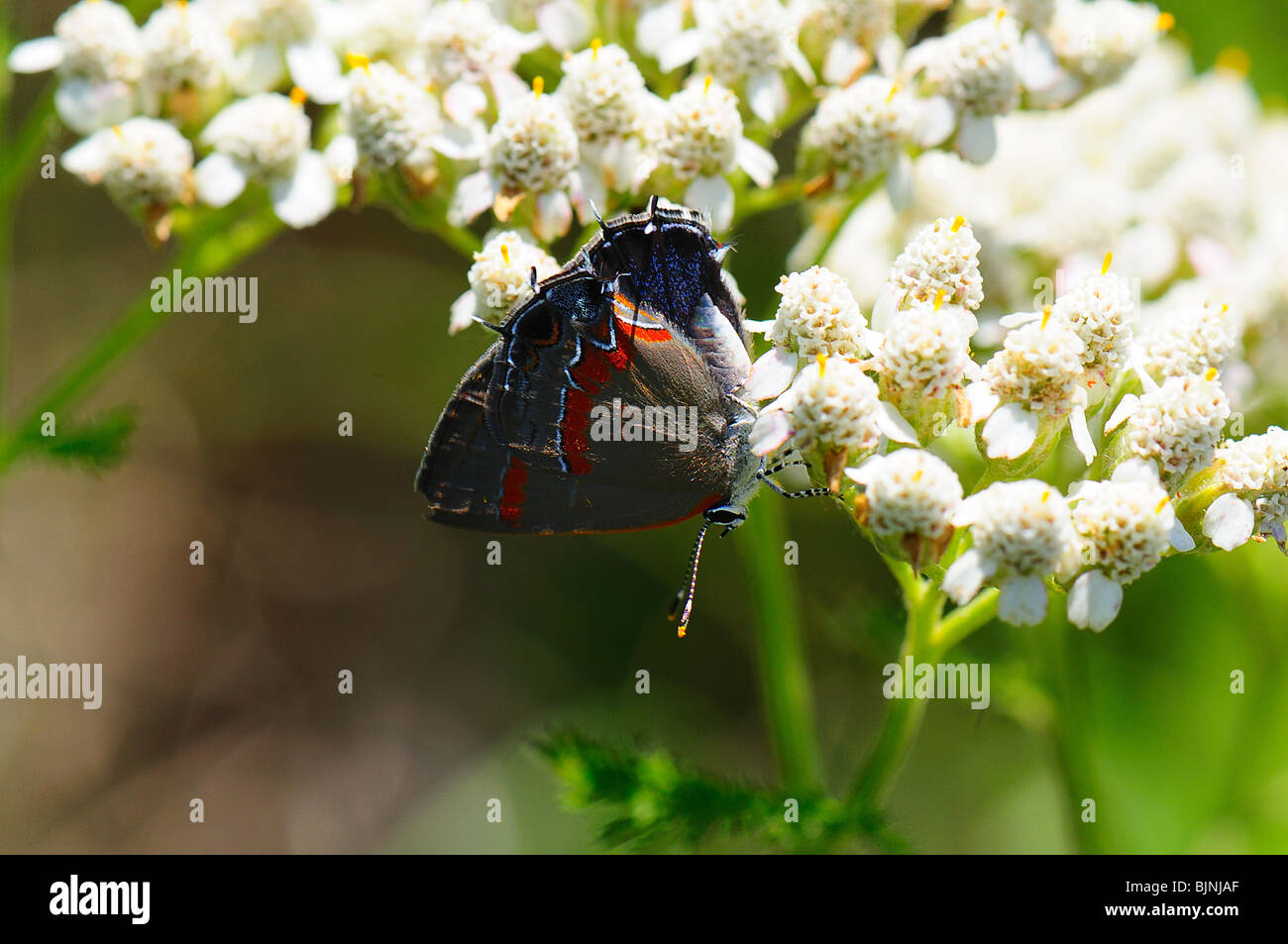 Red-banded Hairstreak Banque D'Images