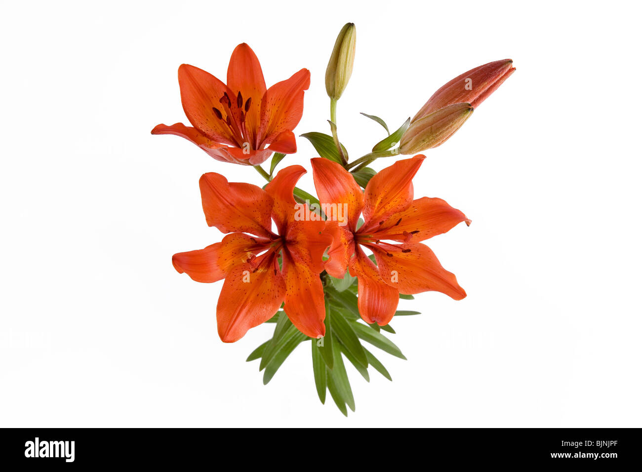 Red lily avec trois fleurs sur le fond blanc Banque D'Images