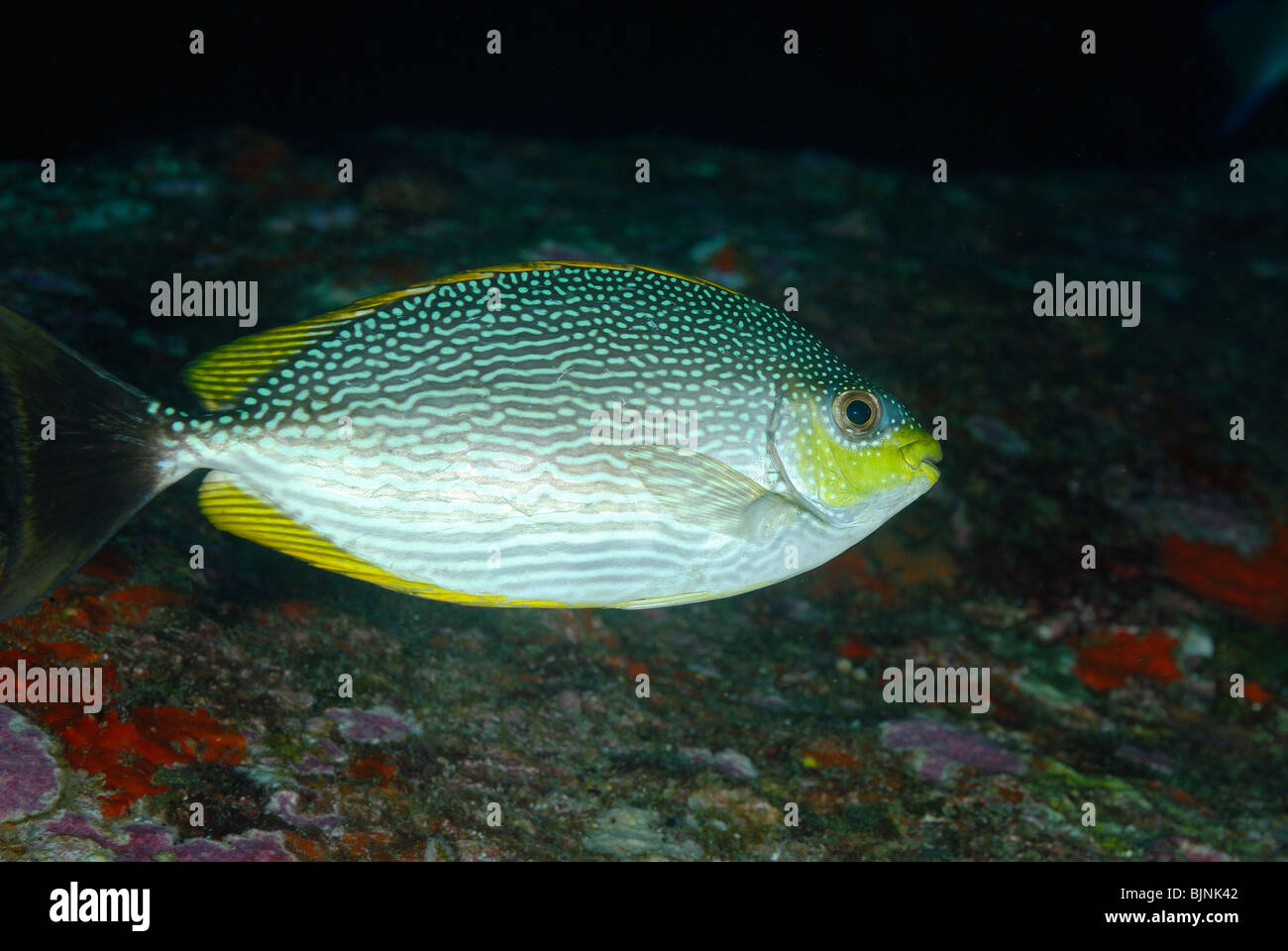 Poisson lapin dans le corail Similan Banque D'Images