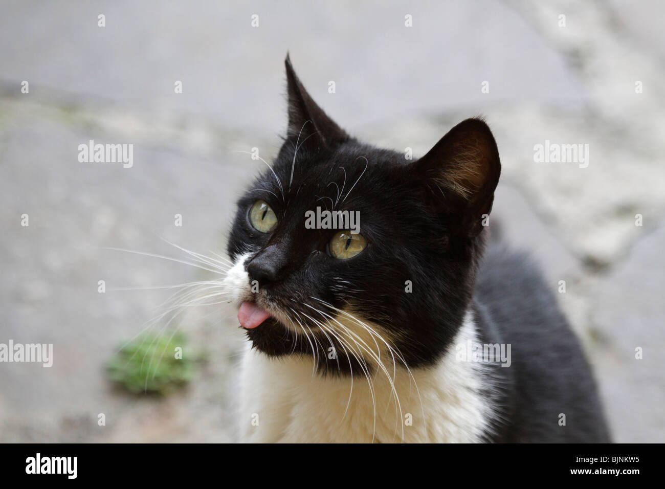 Le noir et blanc cat coller sa langue out Banque D'Images