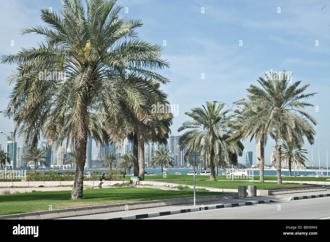 Palmier de Doha Qatar Banque D'Images
