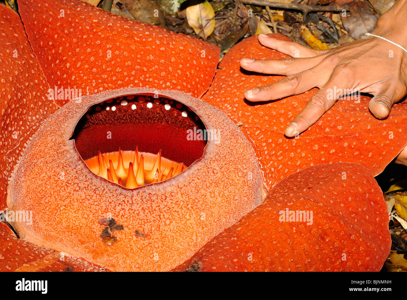 Rafflesia kerrii fleur en parc national de Khao Sok, Thaïlande Banque D'Images