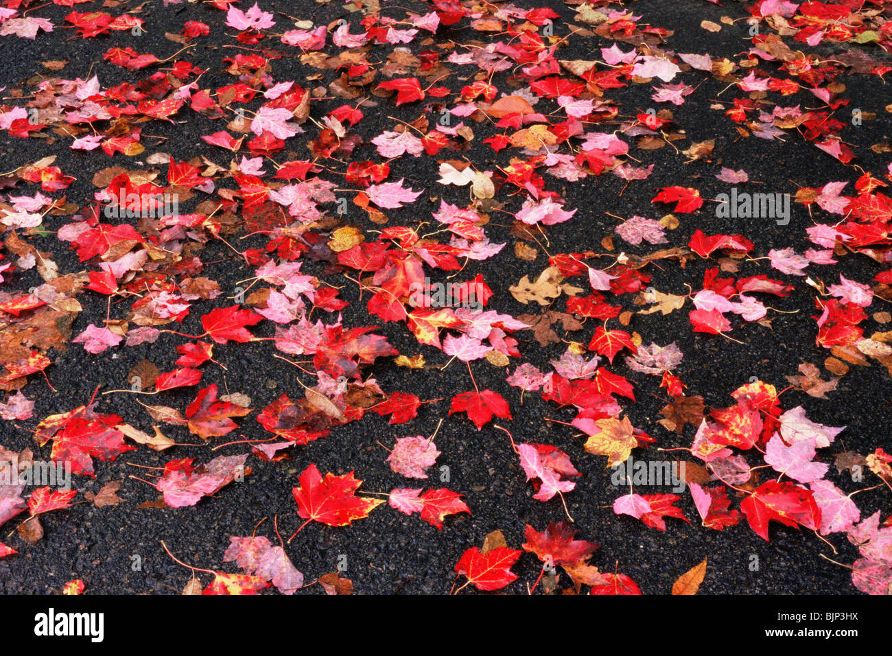 Les feuilles d'automne sur un trottoir Banque D'Images
