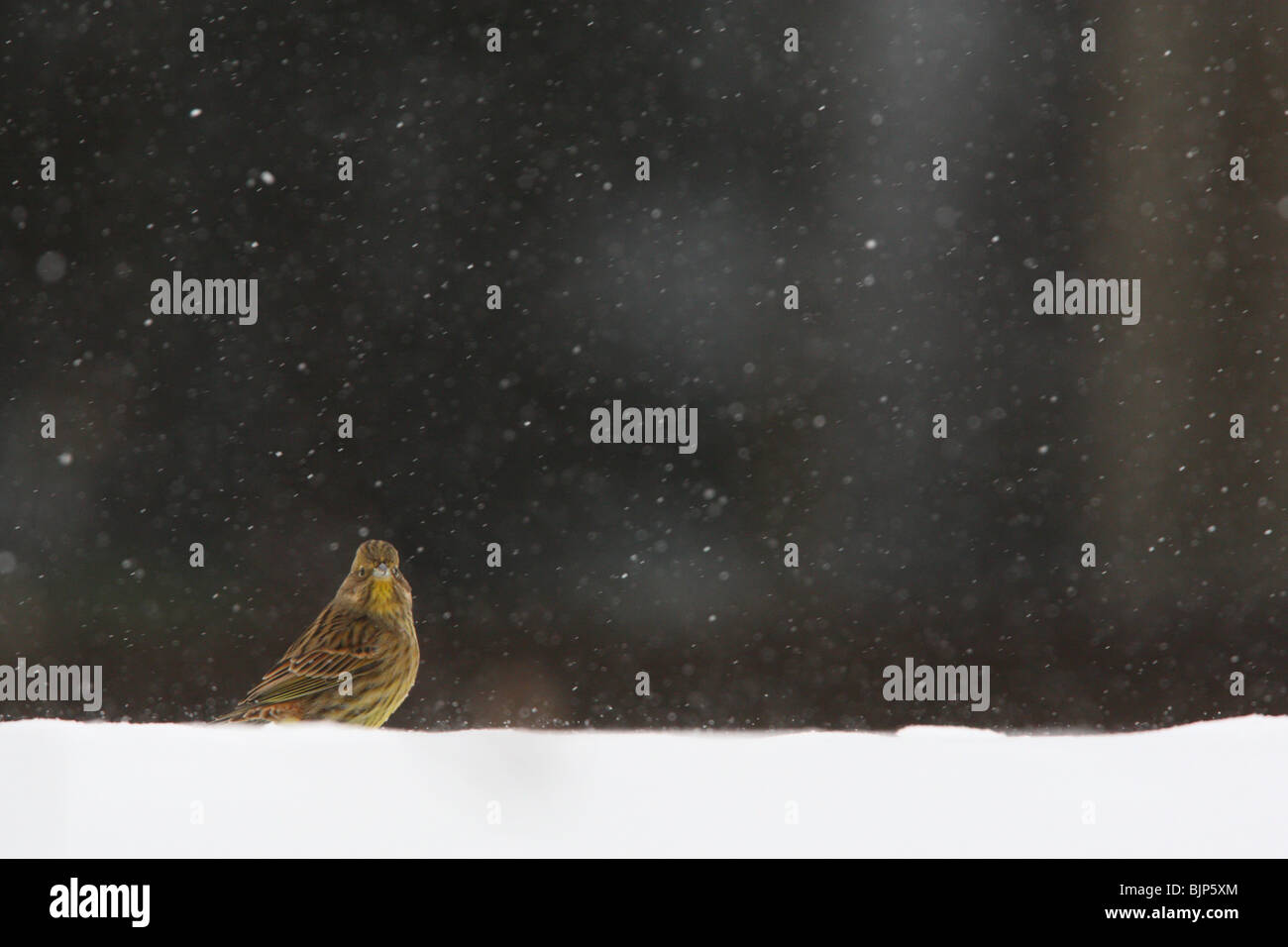 Yellowhammer (Emberiza citrinella) dans la neige. Banque D'Images