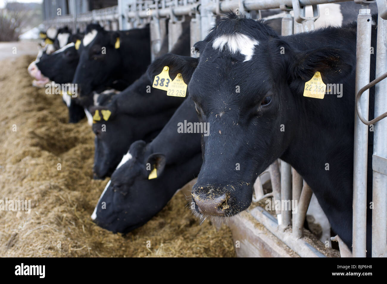 Les vaches laitières Holstein dans une ferme en Allemagne. Banque D'Images
