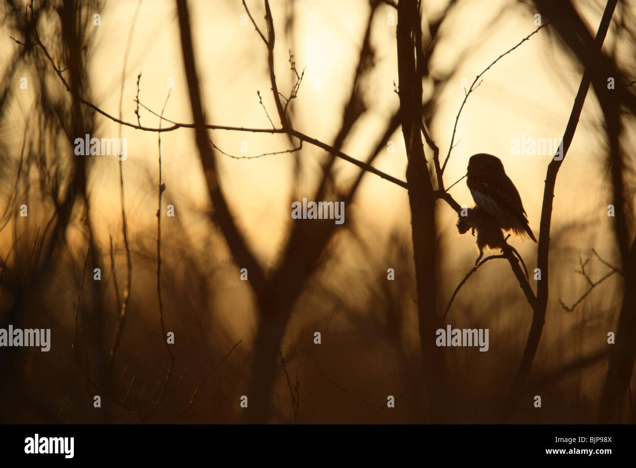 D'un coup l'atmosphère Chouette naine eurasien (Glaucidium passerinum), avec un kill sur ses talons. Mars 2010 Banque D'Images