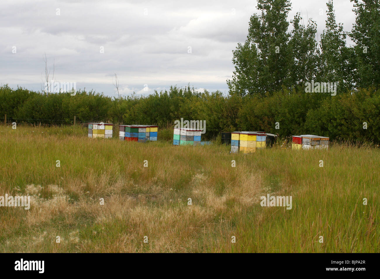 Ruches dans un champ. Banque D'Images